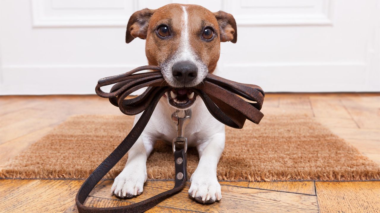 Hunde Willkommen! Hunde Willkommen!
